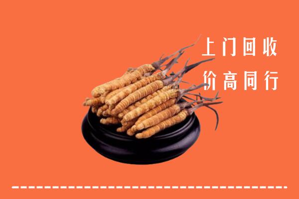 长春回收散虫草